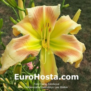 Hemerocallis Gwendolyn Lee Walker - Eurohosta