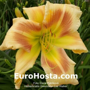 Hemerocallis Gwendolyn Lee Walker - Eurohosta