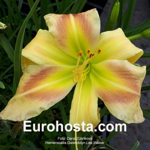 Hemerocallis Gwendolyn Lee Walker