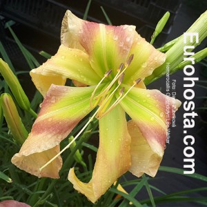 Hemerocallis Gwendolyn Lee Walker