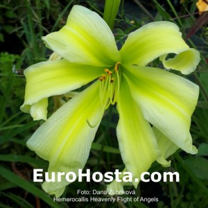 Hemerocallis Heavenly Flight of Angels - Eurohosta