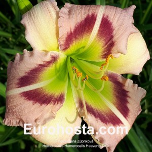 Hemerocallis Heavenly Pink Butterfly