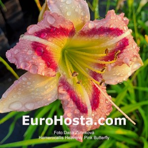 Hemerocallis Heavenly Pink Butterfly