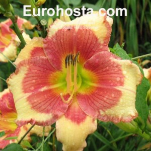 Hemerocallis Hello Screamer - Eurohosta