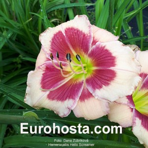 Hemerocallis Hello Screamer - Eurohosta