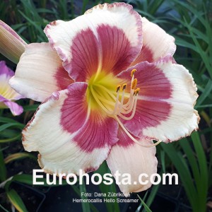 Hemerocallis Hello Screamer - Eurohosta