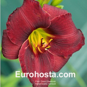 Hemerocallis Hemlock - Eurohosta