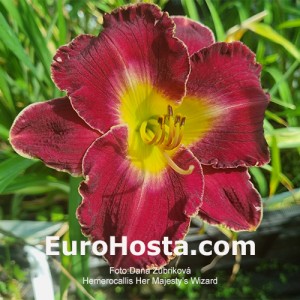 Hemerocallis Her Majesty's Wizard