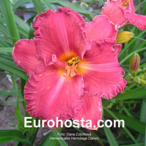 Hemerocallis Hermitage Darwin - Eurohosta