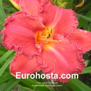 Hemerocallis Hermitage Darwin - Eurohosta