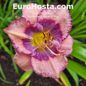 Hemerocallis House of Blues 