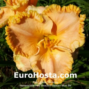 Hemerocallis How Beautiful Heaven Must Be - Eurohosta