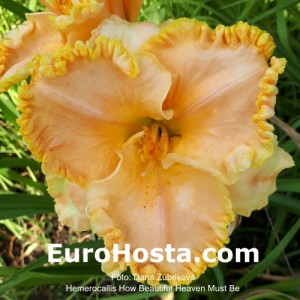 Hemerocallis How Beautiful Heaven Must Be - Eurohosta