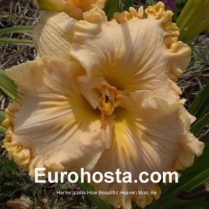 Hemerocallis How Beautiful Heaven Must Be - Eurohosta