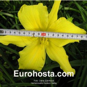 Hemerocallis Hudson Valley - Eurohosta