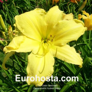 Hemerocallis Green Mystique - Eurohosta