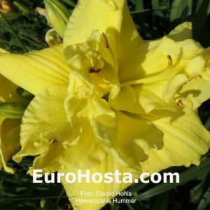 Hemerocallis Hummer