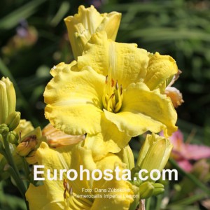 Hemerocallis Imperial Lemon - Eurohosta