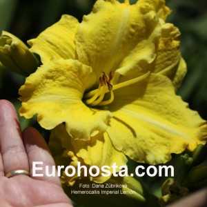 Hemerocallis Imperial Lemon - Eurohosta