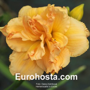 Hemerocallis In Excess