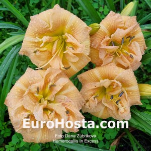 Hemerocallis In Excess