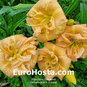 Hemerocallis In Excess