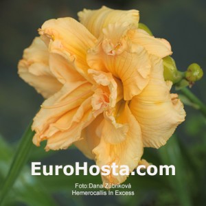 Hemerocallis In Excess