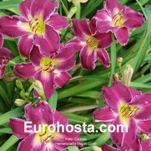 Hemerocallis Indian Giver