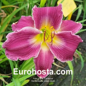 Hemerocallis Indian Giver