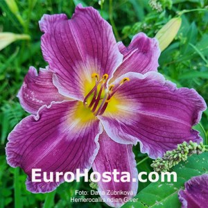 Hemerocallis Indian Giver