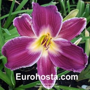 Hemerocallis Indian Giver