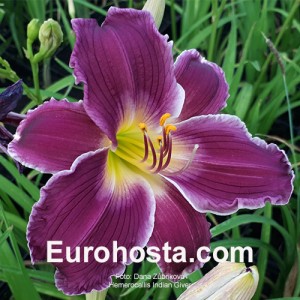 Hemerocallis Indian Giver