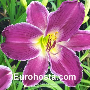 Hemerocallis Indian Giver