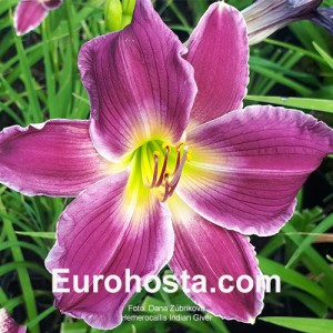 Hemerocallis Indian Giver