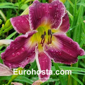 Hemerocallis Indian Giver