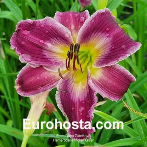 Hemerocallis Indian Giver