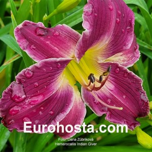 Hemerocallis Indian Giver