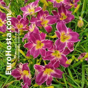 Hemerocallis Indian Giver