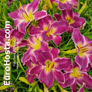 Hemerocallis Indian Giver