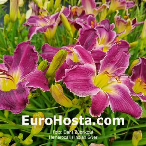 Hemerocallis Indian Giver