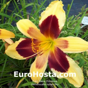 Hemerocallis Indian Sky