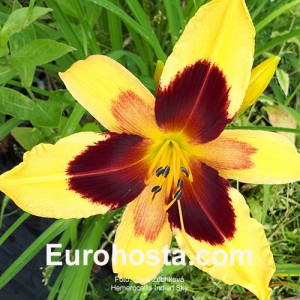 Hemerocallis Indian Sky