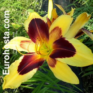 Hemerocallis Indian Sky