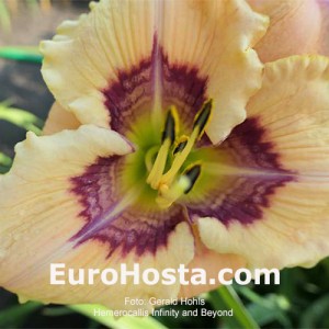 Hemerocallis Infinity and Beyond