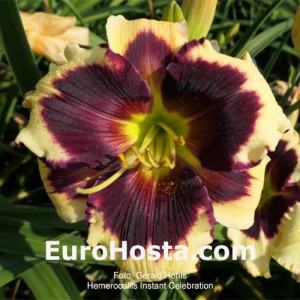 Hemerocallis Instant Celebration