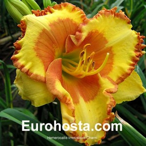 Hemerocallis Irresistible Charm - Eurohosta