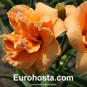 Hemerocallis Isabella Marafi