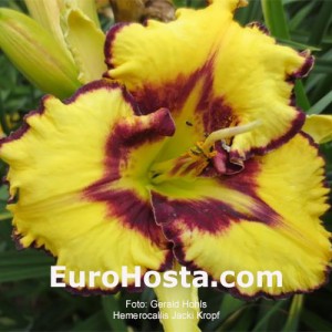 Hemerocallis Jacki Kropf