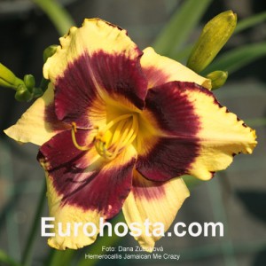 Hemerocallis Jamaican Me Crazy - Eurohosta