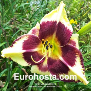 Hemerocallis Jamaican Me Crazy - Eurohosta